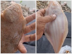 Penjual Es Pakai Banyak Kental Manis dan Uniknya Ikan Bekal Nabi Musa