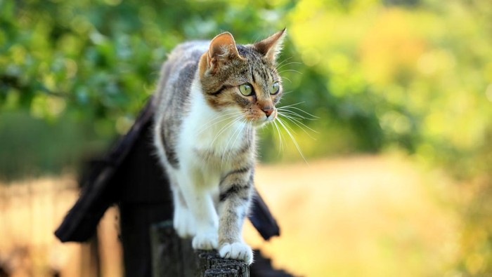 Mitos atau Fakta, Kenapa ya Kucing Kayak Anti Banget Sama Air?