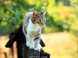 Kucing Liar Suka Buang Kotoran di Halaman Rumah? Begini Cara Cegahnya