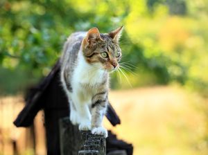 9 Fakta Unik tentang Asal Usul Kucing Domestik 9 Fakta Unik tentang Asal Usul Kucing Domestik