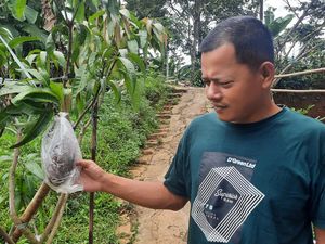 Melirik Potensi Bisnis Mangga Merah yang Baru Booming di Indonesia Melirik Potensi Bisnis Mangga Merah yang Baru Booming di Indonesia