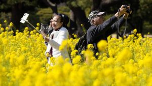 Melihat Indahnya Ladang Bunga Rapeseed di Taman Hamarikyu Tokyo