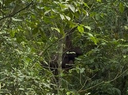 Orang Utan di Kutim Kerap Turun ke Jalan-Tambang karena Kelaparan