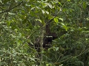 Orang Utan di Kutim Kerap Turun ke Jalan-Tambang karena Kelaparan Orang Utan di Kutim Kerap Turun ke Jalan-Tambang karena Kelaparan
