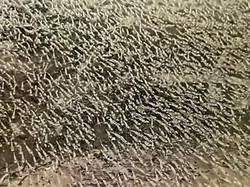 Viral Gerombolan Udang Naik ke Tanggul Bendungan Randangan Pohuwato