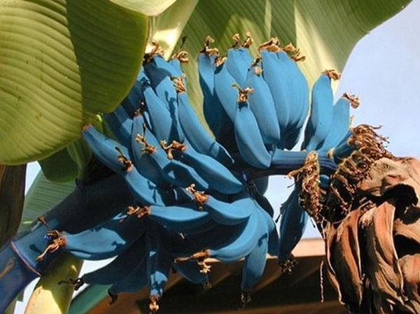 10 Varietas Pisang Unik yang Termasuk Langka di Dunia