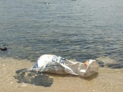 Bahaya Banget! Warga Buang Bangkai Babi ke Pantai Flores