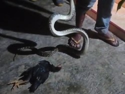 Lilit Ayam Warga, Piton 2,5 Meter Ditangkap di Plosowangi Klaten