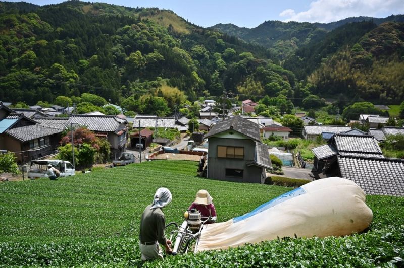 Kacau! Jepang Alami Kelangkaan Matcha, Produsen Bingung