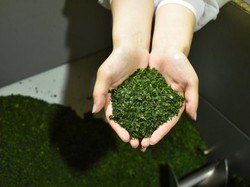 Kacau! Jepang Alami Kelangkaan Matcha, Produsen Bingung