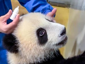 Terlalu Semangat Bermain, Mata Anak Panda di Kebun Binatang Ini Terluka Terlalu Semangat Bermain, Mata Anak Panda di Kebun Binatang Ini Terluka