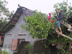Hujan Angin di Sleman, Pohon Tumbang Timpa Rumah hingga Mobil