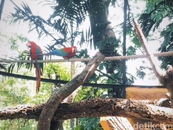 Lengkapi Libur Lebaran 2025, KBS Hadirkan 4 Satwa Baru dan Rainbow Park