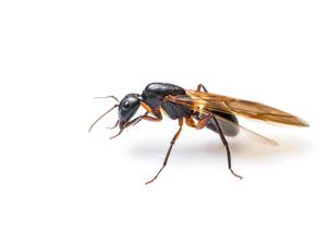 Semut Terbang Masuk Rumah, Ini Alasan dan Cara Mengusirnya