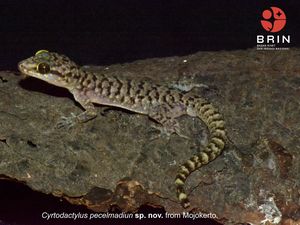 Ditemukan! Spesies Baru Cecak Jarilengkung di Jatim: Cyrtodactylus pecelmadiun