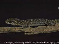 Video: Peneliti BRIN Temukan Cecak Spesies Baru, Dinamai Pecel Madiun