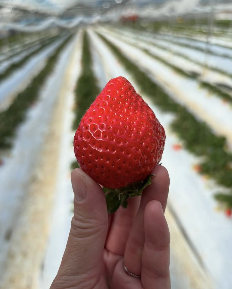 4 Fakta Stroberi Tochiaika yang Harganya Rp 300 Ribu per Buah