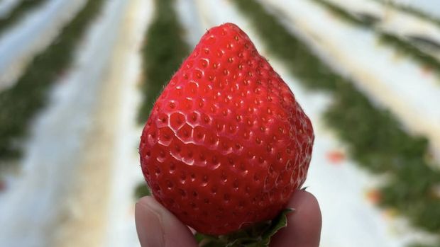 4 Fakta Stroberi Tochiaika yang Harganya Rp 300 Ribu per Buah