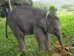 Indukan Tak Ditemukan, Anak Gajah yang Ditemukan Warga Dirawat di PLG Minas
