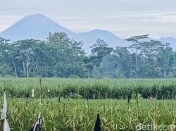 Gunung Semeru Erupsi 3 Kali Pagi Ini, Luncurkan Abu Vulkanik 700 Meter