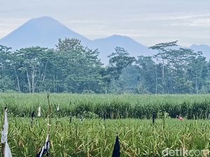 Gunung Semeru Erupsi 3 Kali Pagi Ini, Luncurkan Abu Vulkanik 700 Meter Gunung Semeru Erupsi 3 Kali Pagi Ini, Luncurkan Abu Vulkanik 700 Meter