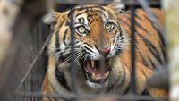 Momen Evakuasi Harimau Sumatera Pemangsa Ternak di Agam