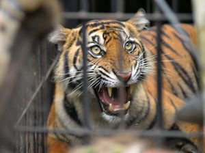 Harimau Terkam 8 Kambing di Inhil, Balai BKSDA Riau Turun Tangan Harimau Terkam 8 Kambing di Inhil, Balai BKSDA Riau Turun Tangan