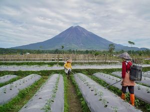 Petani di Lumajang Mulai Menanam Cabai