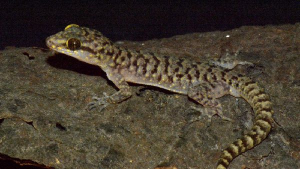 Ini Wujud Spesies Cicak Baru dari Jatim yang Diberi Nama C. pecelmadiun