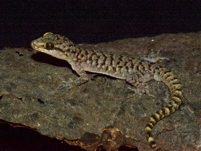 Ini Wujud Spesies Cicak Baru dari Jatim yang Diberi Nama C. pecelmadiun