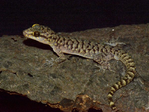Ini Wujud Spesies Cicak Baru dari Jatim yang Diberi Nama C. pecelmadiun