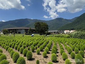 Oishi Park, Harmoni Alam di Fujikawaguchiko Jepang Oishi Park, Harmoni Alam di Fujikawaguchiko Jepang