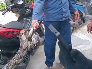 Ular Sanca 4 Meter Nongol di Teras Rumah Warga Bogor, Damkar Evakuasi Ular Sanca 4 Meter Nongol di Teras Rumah Warga Bogor, Damkar Evakuasi