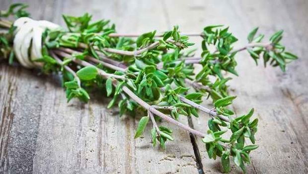 Daun thyme. (Istimewa)