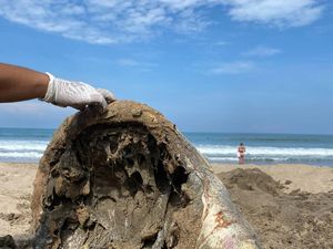 Faktor Iklim-Sampah Jadi Penyebab Mamalia Laut Terdampar di Pesisir Bali Faktor Iklim-Sampah Jadi Penyebab Mamalia Laut Terdampar di Pesisir Bali