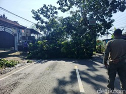 Pohon-pohon Besar di Bali Mulai Ditebangi Jelang Arus Mudik Lebaran 2025