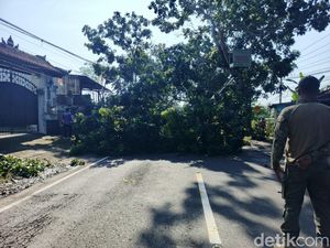 Pohon-pohon Besar di Bali Mulai Ditebangi Jelang Arus Mudik Lebaran 2025 Pohon-pohon Besar di Bali Mulai Ditebangi Jelang Arus Mudik Lebaran 2025