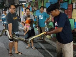 Perjuangan Dramatis Warga Pogung Lor Sleman Evakuasi Sanca 3 Meter