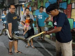 Sempat Berontak, Sanca 3 Meter Dievakuasi di Gorong-gorong Pogung Lor Sleman Sempat Berontak, Sanca 3 Meter Dievakuasi di Gorong-gorong Pogung Lor Sleman