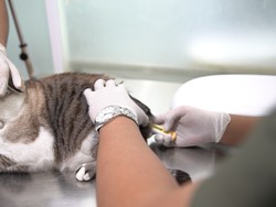 Video: Serba-serbi FLUTD, Penyakit yang Sering Ditemukan pada Kucing Jantan