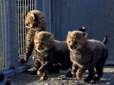 Lucunya Bayi Cheetah Penghuni Baru Bonbin Lunaret
