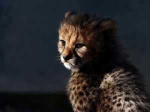 Ini Hewan-hewan yang Lebih Cepat dari Cheetah, Seberapa Kencang?