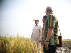 Stok Beras Bulog Bakal Tembus 3,3 Juta Ton, Tertinggi dalam 20 Tahun