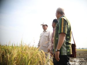Stok Beras Bulog Bakal Tembus 3,3 Juta Ton, Tertinggi dalam 20 Tahun Stok Beras Bulog Bakal Tembus 3,3 Juta Ton, Tertinggi dalam 20 Tahun