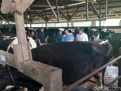 Kemenkop Dorong Petani Susu Garut Mandiri-Suplai Program MBG