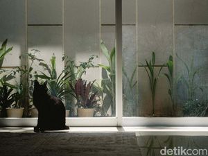 Cat Sitter Siap Mengasuh Anabul Anda Cat Sitter Siap Mengasuh Anabul Anda