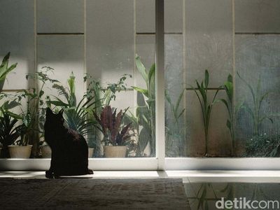 Cat Sitter Siap Mengasuh Anabul Anda