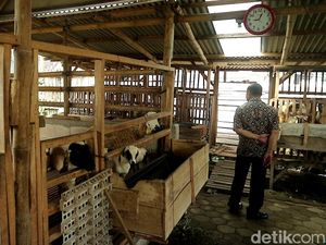 Melihat Eks Lokalisasi Mojodadi yang Kini Jadi Sentra Ternak Ayam-Sapi Melihat Eks Lokalisasi Mojodadi yang Kini Jadi Sentra Ternak Ayam-Sapi