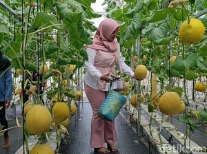 Ngabuburit Beda di Pangandaran Sambil Petik Melon Inthanon Ngabuburit Beda di Pangandaran Sambil Petik Melon Inthanon