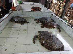 Lima Penyu Selundupan Diamankan Polres Jembrana, Penyelundup Buron Lima Penyu Selundupan Diamankan Polres Jembrana, Penyelundup Buron